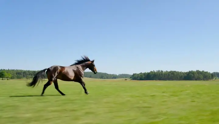 Wild gallop